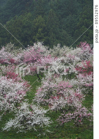 日本一の花桃は長野県阿智村の「花桃の里」これから春色に染まります。 日本一の花桃は長野県阿智村の「花桃の里」これから春色に染まります。 89552976