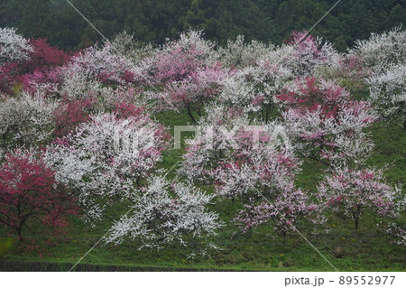 日本一の花桃は長野県阿智村の「花桃の里」これから春色に染まります。 89552977