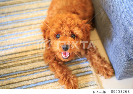 遊んで欲しいトイプードルの仔犬 89553268