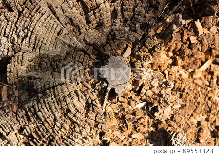 Tree rings old weathered wood texture with the cross section of a cut log 89553323