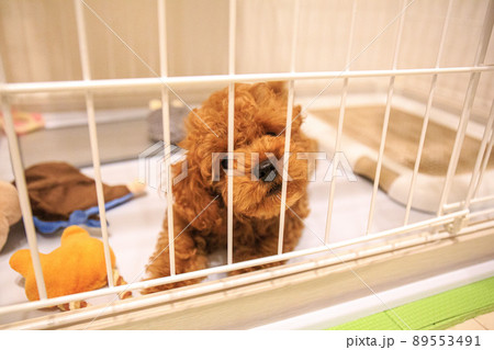 ケージから出して欲しいトイプードルの仔犬 ケージから出して欲しいトイプードルの仔犬 89553491