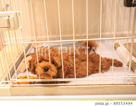 遊んで欲しいトイプードルの仔犬 遊んで欲しいトイプードルの仔犬 89553494