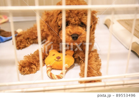 ケージの中でおもちゃで遊ぶトイプードルの仔犬 89553496