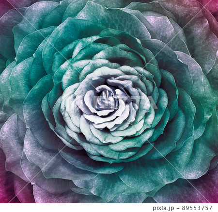 Rose flower. Floral background. Closeup. Nature. Rose flower. Floral background. Closeup. Nature. 89553757