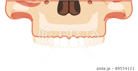 Skull Skeleton Human head part front view with upper teeth row. Human face model. Set of chump realistic flat 3D 89554121