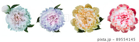 Watercolor set  pink  peonies  flowers on white isolated background. Closeup. For design. Nature. 89554145