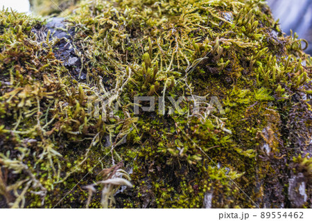 Tree branch overgrown with moss. Close up moss texture Tree branch overgrown with moss. Close up moss texture 89554462