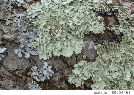 Hypogymnia physodes. Monk's-hood lichen. Lichen on tree branch in forest closeup selective focus Hypogymnia physodes. Monk's-hood lichen. Lichen on tree branch in forest closeup selective focus 89554463
