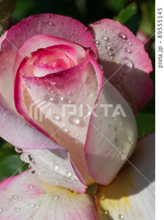 Blooming beautiful colorful rose bud in floral background Blooming beautiful colorful rose bud in floral background 89555145