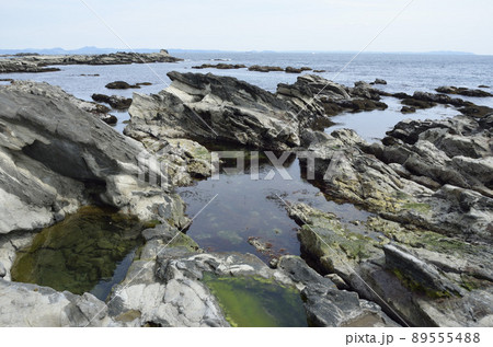 潮が引いた磯　潮溜まり 89555488