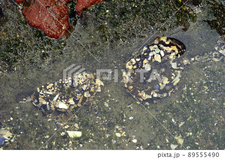 ヨロイイソギンチャク　干潮時 89555490