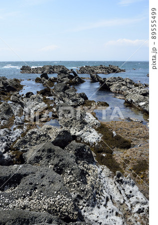 潮が引いた磯　海辺の環境 89555499