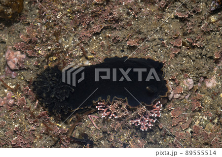クロシタナシウミウシ 潮溜まり 干潮時 クロシタナシウミウシ 潮溜まり 干潮時 89555514