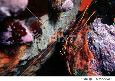 岩の隙間に潜むカニ　トゲアシガニ 89555581