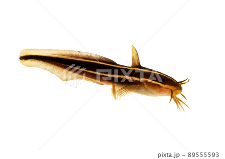 ゴンズイ 白バック ゴンズイ 白バック 89555593