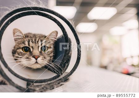 Combing a cat from the care salon. Cat with protection against bites. 89555772