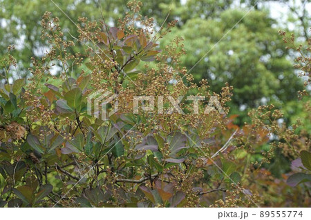 咲き始めたスモークツリーの花・2022年4月 89555774