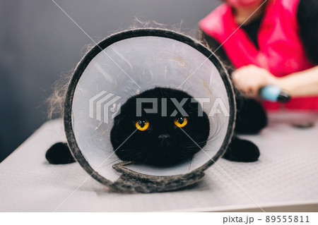 Combing a black cat from the care salon. Cat with protection against bites. 89555811