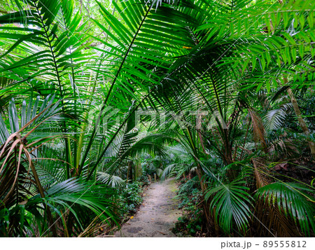 ジャングルの道 89555812