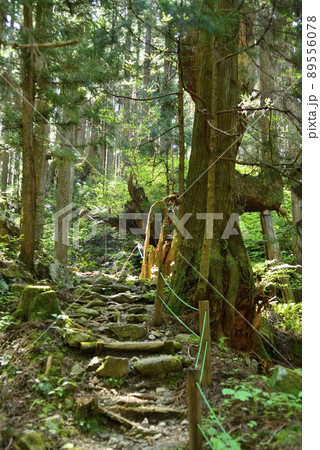 株杉の森 89556078