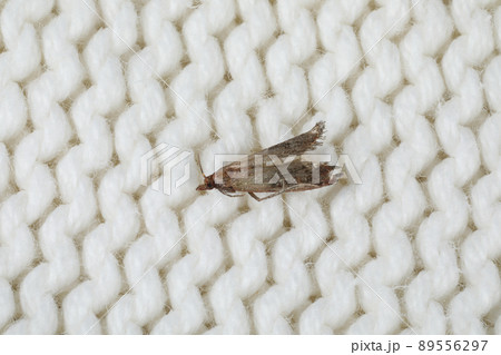 Common clothes moth (Tineola bisselliella) on white knitted fabric, closeup Common clothes moth (Tineola bisselliella) on white knitted fabric, closeup 89556297