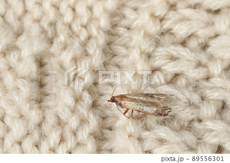 Common clothes moth (Tineola bisselliella) on beige knitted fabric, closeup. Space for text 89556301