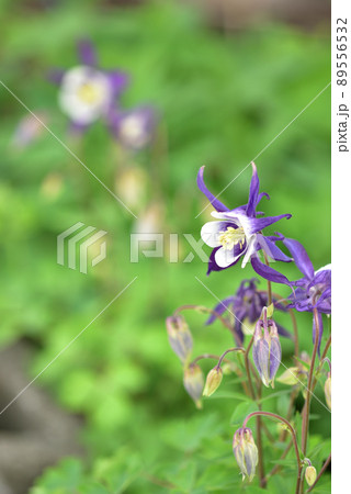 北杜市白州町、オダマキの花 89556532