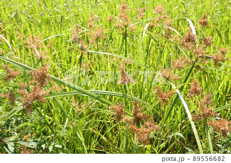 田んぼの雑草 ホタルイ あぜ道 田んぼの雑草 ホタルイ あぜ道 89556682