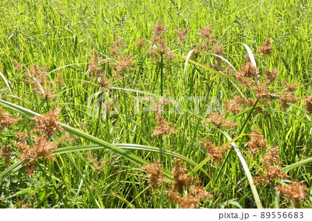 田んぼの雑草　ホタルイ　あぜ道 89556683