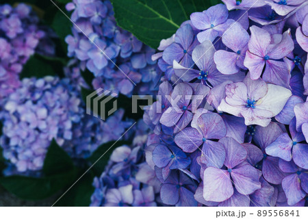 紫陽花 アジサイ あじさい 89556841