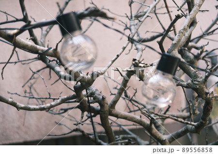 球根 電球 球 89556858