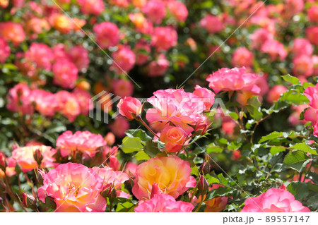 Blooming beautiful fragrant pink roses Blooming beautiful fragrant pink roses 89557147