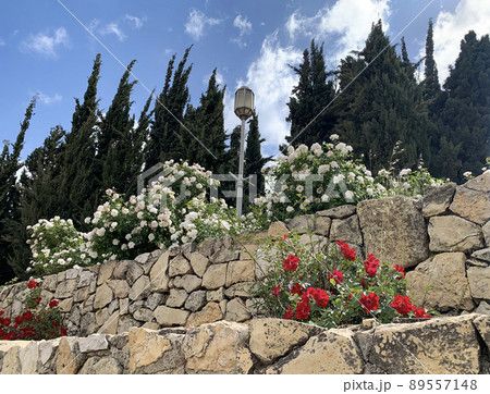 In the Wohl Rose Park in Jerusalem In the Wohl Rose Park in Jerusalem 89557148