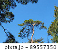 松 木 緑 89557350