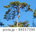 松 木 快晴 89557390