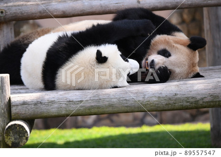 仲良し親子パンダ 89557547