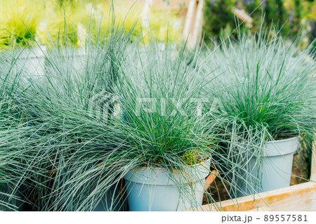 Seedlings in pots Blue fescue Intense Blue leaves Festuca glauca in plant pots in the garden center. Ideas for gardening and planting in a new season. Selective focus. Seedlings in pots Blue fescue Intense Blue leaves Festuca glauca in plant pots in the garden center. Ideas for gardening and planting in a new season. Selective focus. 89557581