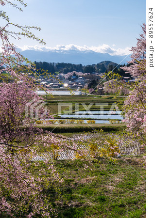 紅しだれ桜と田んぼ 89557624