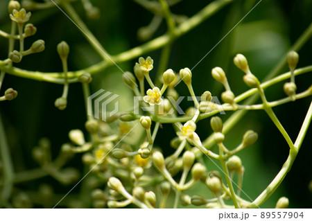 セイロンニッケイの花が咲いているところ　学名：Cinnamomum Zeylanicum Nees 89557904