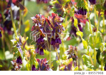 セリンセ・マヨールの花が咲いているところ　学名：Cerinthe major　（5月撮影、東京） 89557908