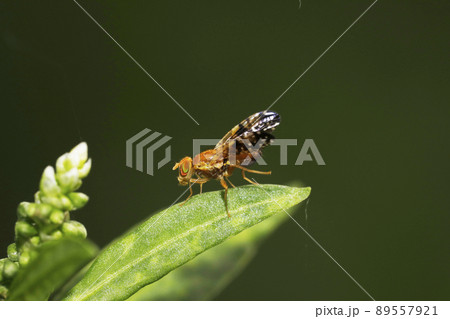 キイロケブカミバエ キイロケブカミバエ 89557921