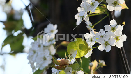 梨の花のアップ 89558160