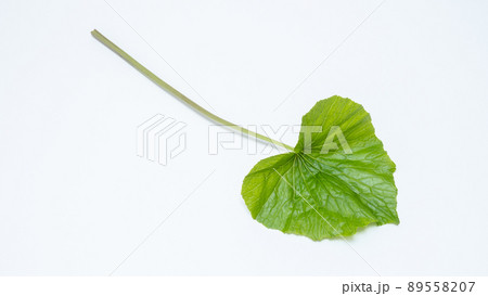 葉わさび 葉わさび 89558207