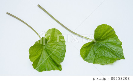 葉わさび 89558208