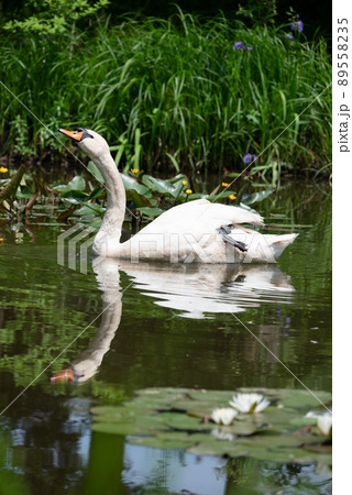 スイレンやカキツバタの花咲く池に浮かぶ白鳥一羽 スイレンやカキツバタの花咲く池に浮かぶ白鳥一羽 89558235