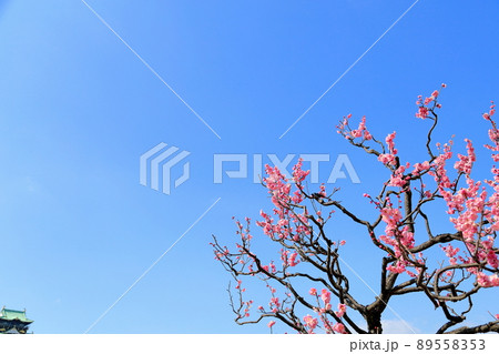 ピンク梅の花 89558353