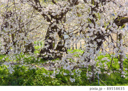 満開の石部桜　福島県 89558635