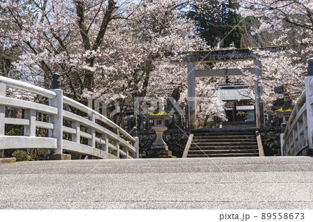 210405護国神社桜z114 210405護国神社桜z114 89558673