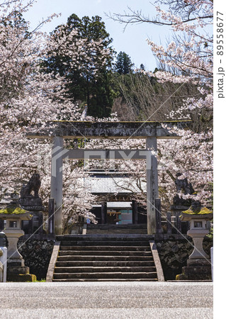 210405護国神社桜z049 89558677