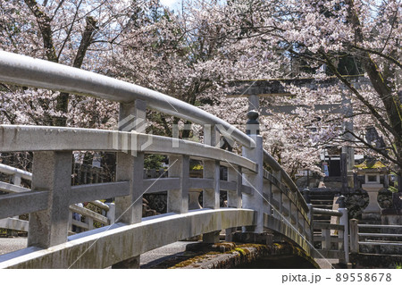 210405護国神社桜z038 210405護国神社桜z038 89558678